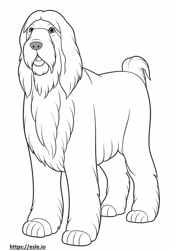 Bearded Collie full body coloring page