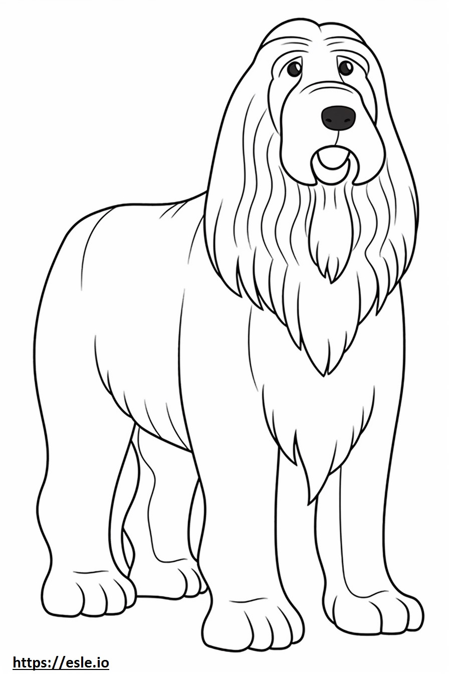 Bearded Collie full body coloring page