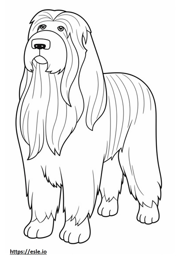 Bearded Collie cute coloring page
