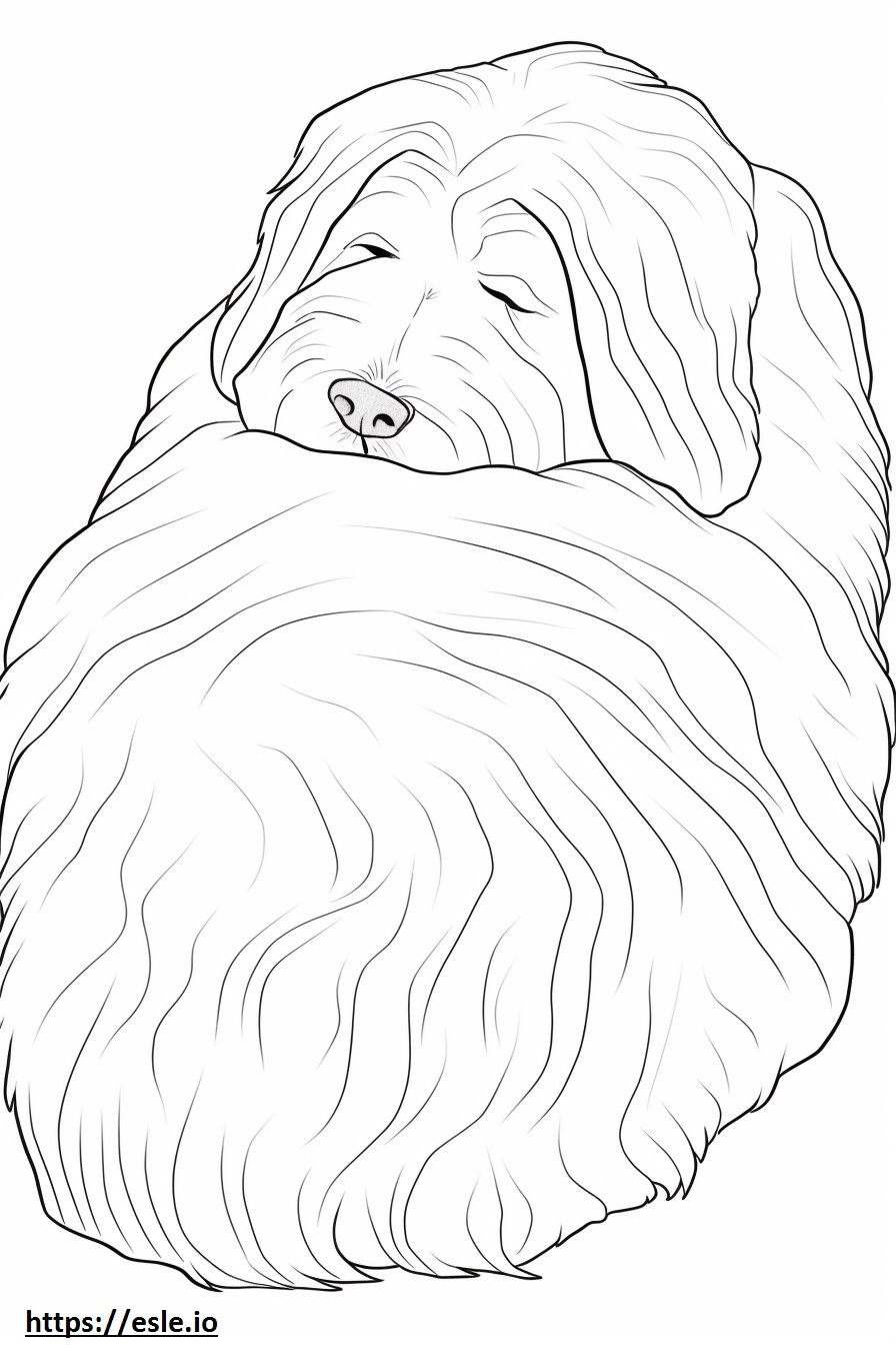 Bearded Collie Dormit de colorat