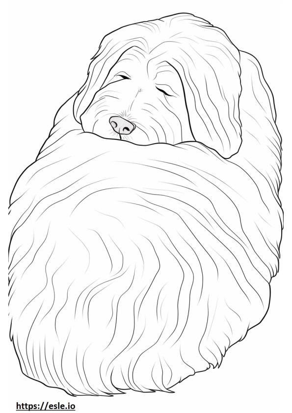 Bearded Collie Dormit de colorat