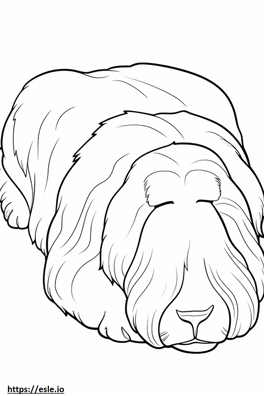 Bearded Collie Sleeping coloring page