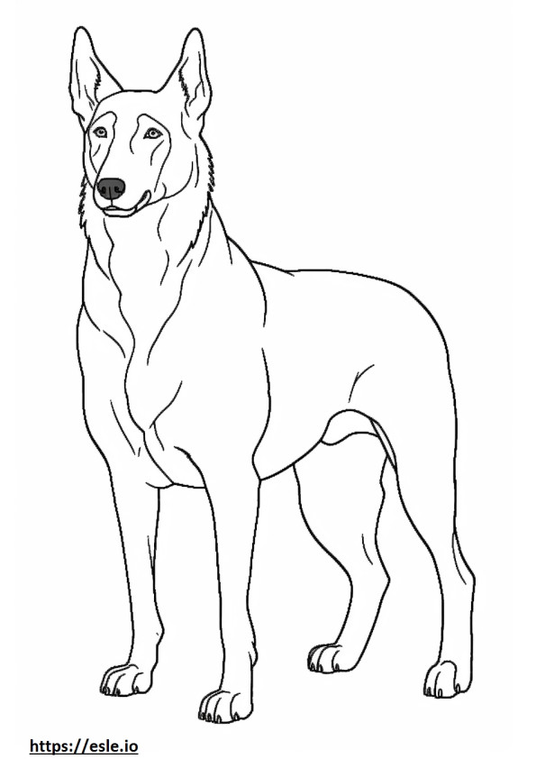 Beauceron full body coloring page