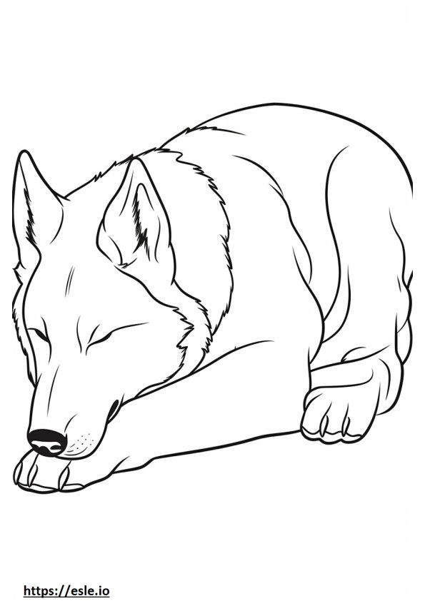 Belga juhászkutya alszik szinező