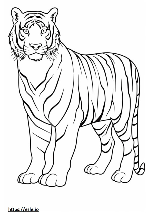 Ganzkörper eines bengalischen Tigers ausmalbild