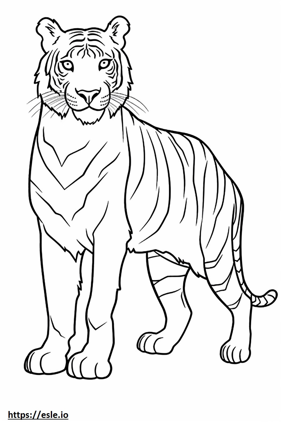 Tigrul bengalez pe tot corpul de colorat