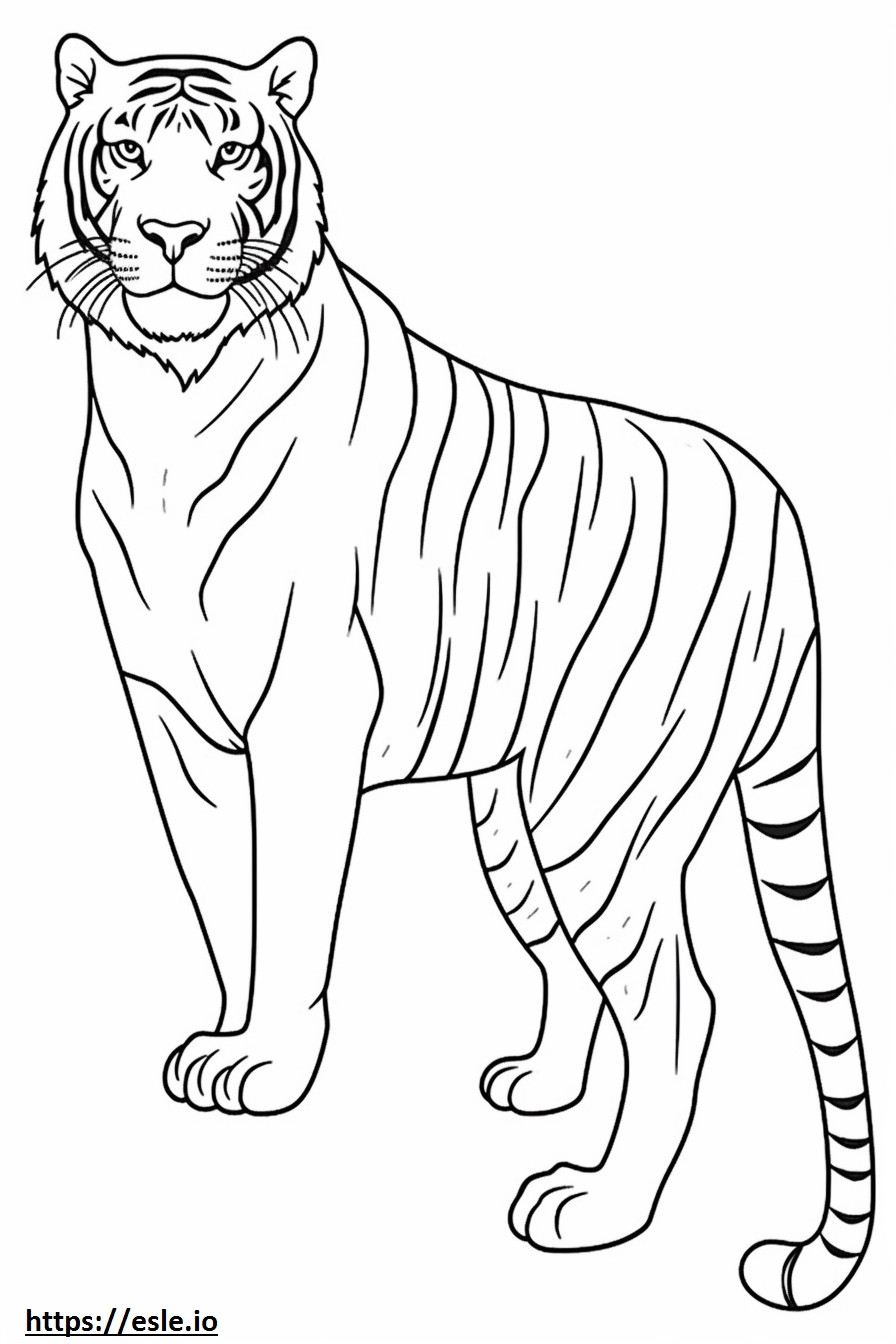 Tigre de Bengala de cuerpo completo para colorear e imprimir