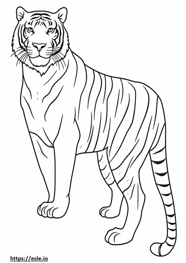 Ganzkörper eines bengalischen Tigers ausmalbild