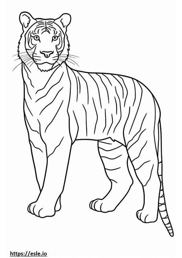 Bengal Tiger full body coloring page