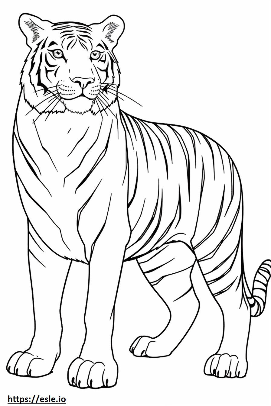 Cartone animato tigre del Bengala da colorare
