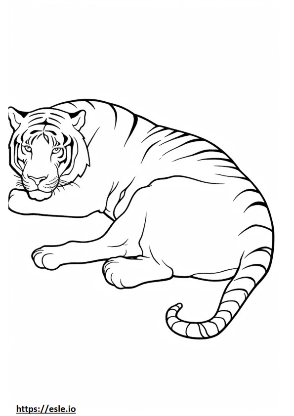 Tigre de Bengala dormindo para colorir