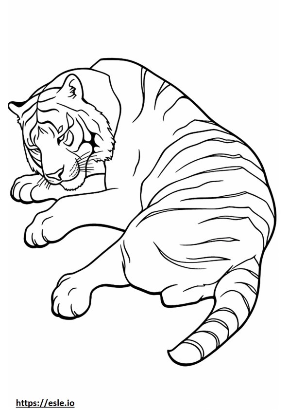 Tigre de Bengala durmiendo para colorear e imprimir