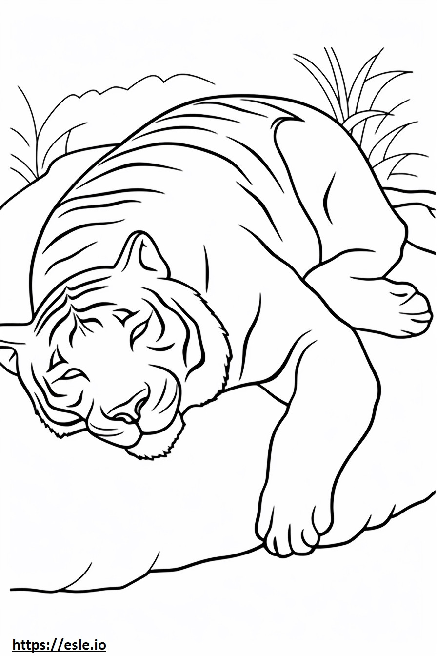 Tigre del Bengala che dorme da colorare