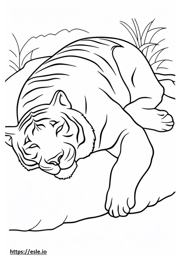 Bengaalse tijger slaapt kleurplaat