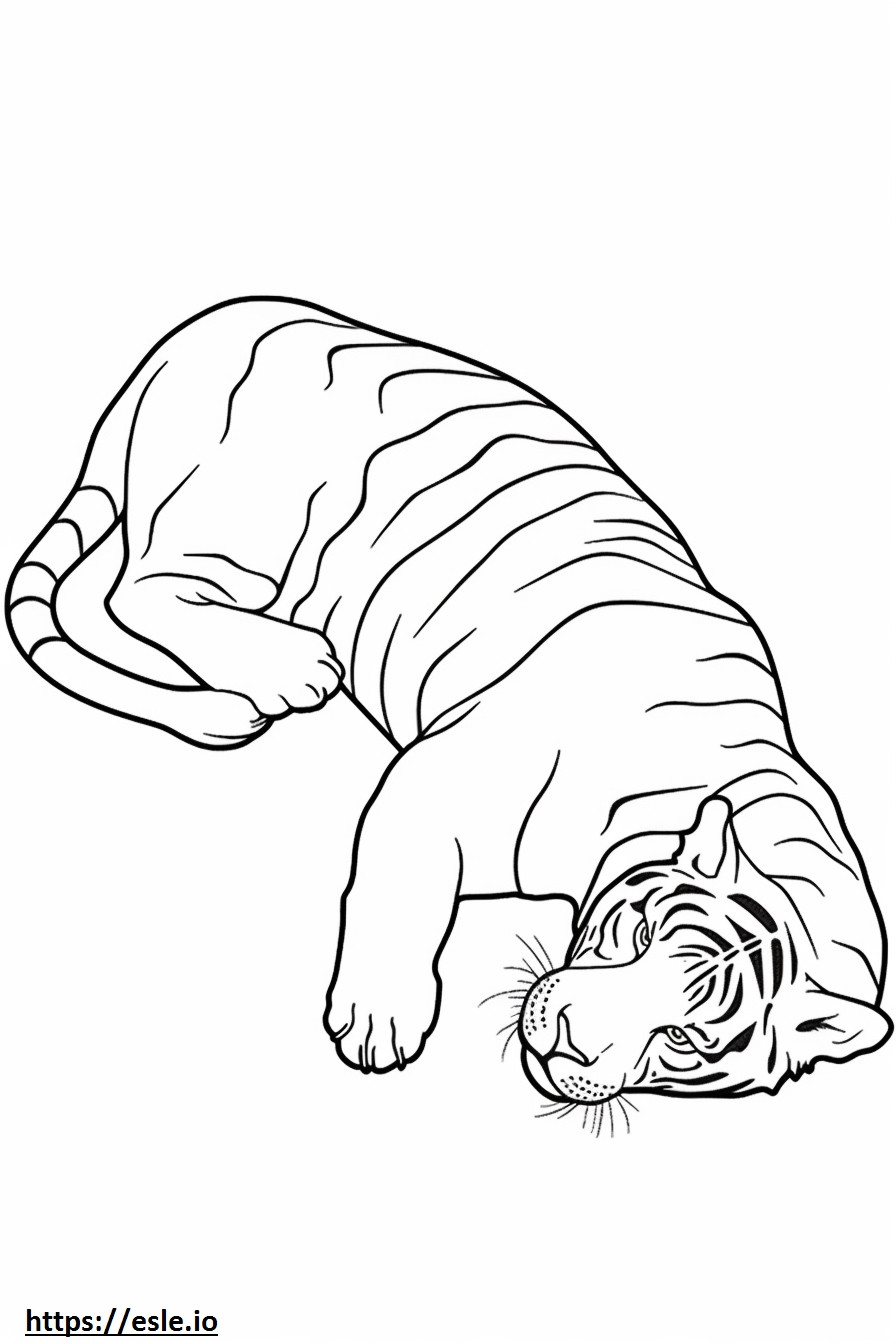 Bengalin tiikeri nukkuu värityskuva