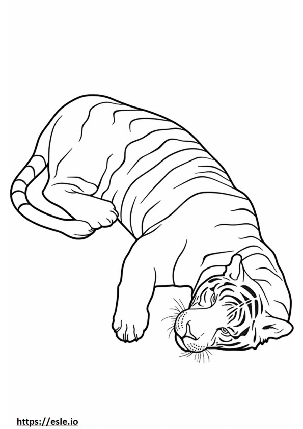 Tigrul Bengal Dormit de colorat
