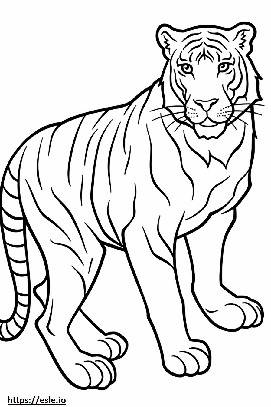 Bengalin tiikeri pelaa värityskuva