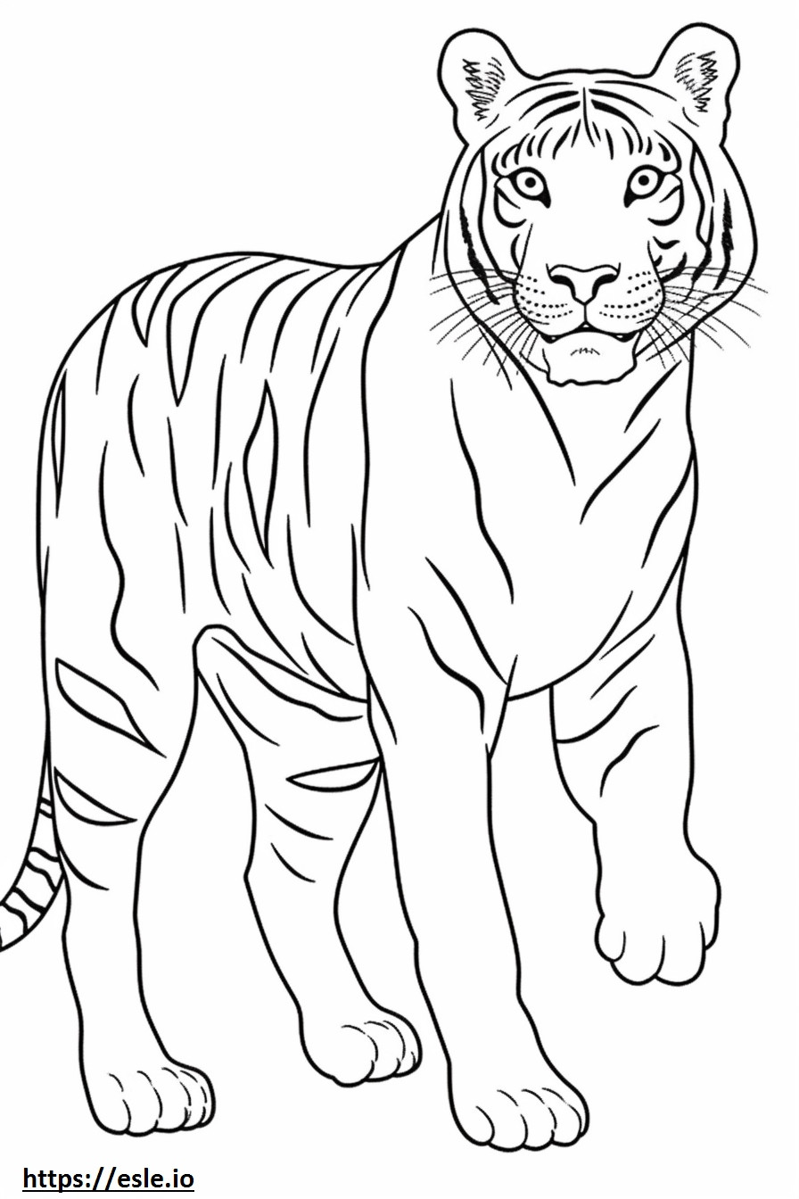 Tigre del Bengala che gioca da colorare