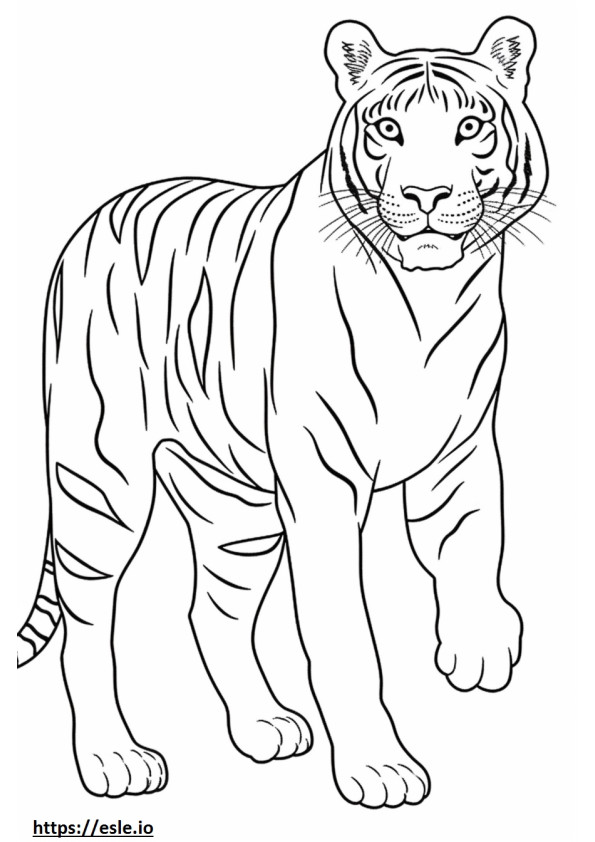 Coloriage Tigre du Bengale jouant à imprimer