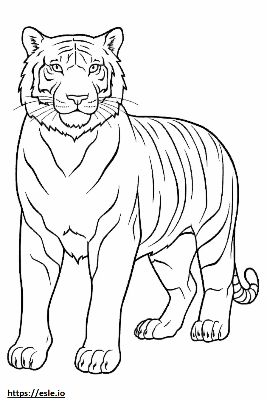 Przyjazny Tygrysowi Bengalskiemu kolorowanka