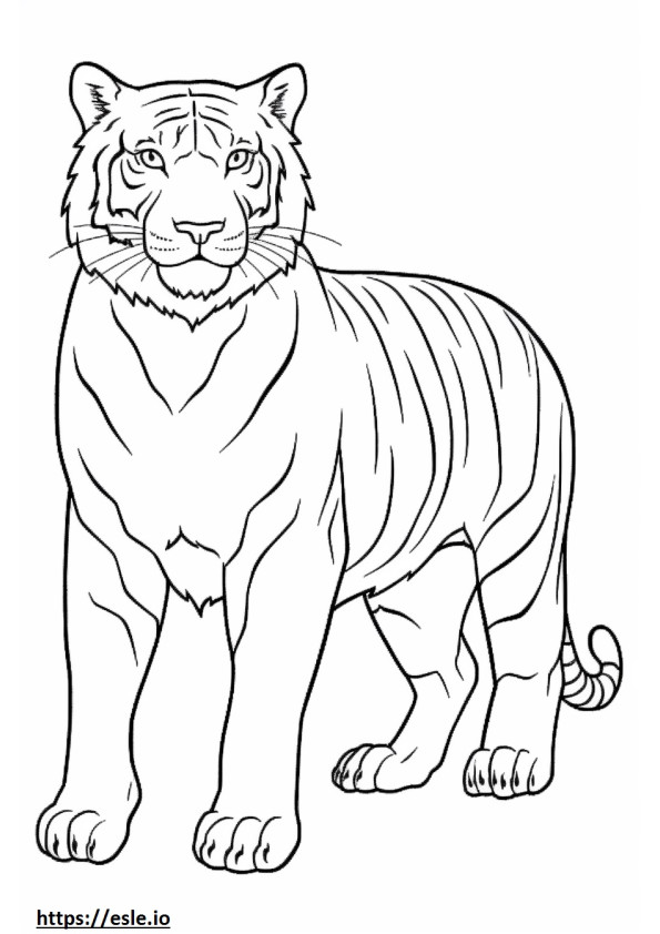 Amichevole con la tigre del Bengala da colorare