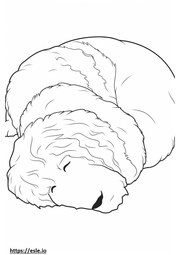 Bernedoodle dormindo para colorir