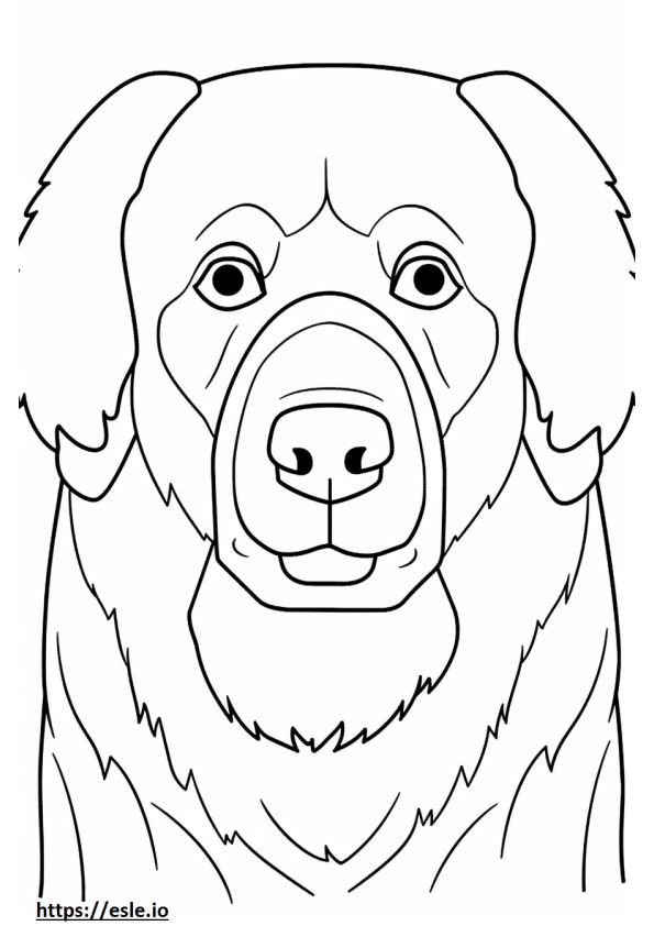 Berner Sennenhond gezicht kleurplaat