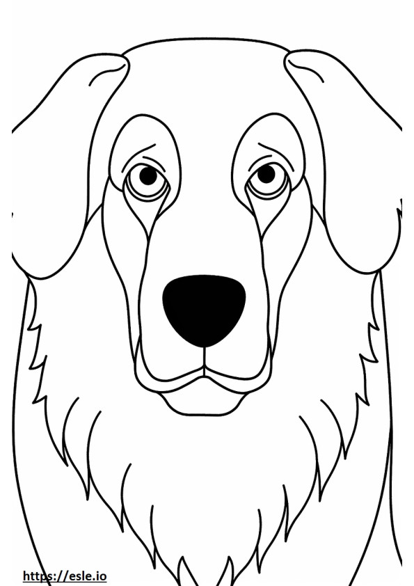 Cara del perro de montaña de Berna para colorear e imprimir