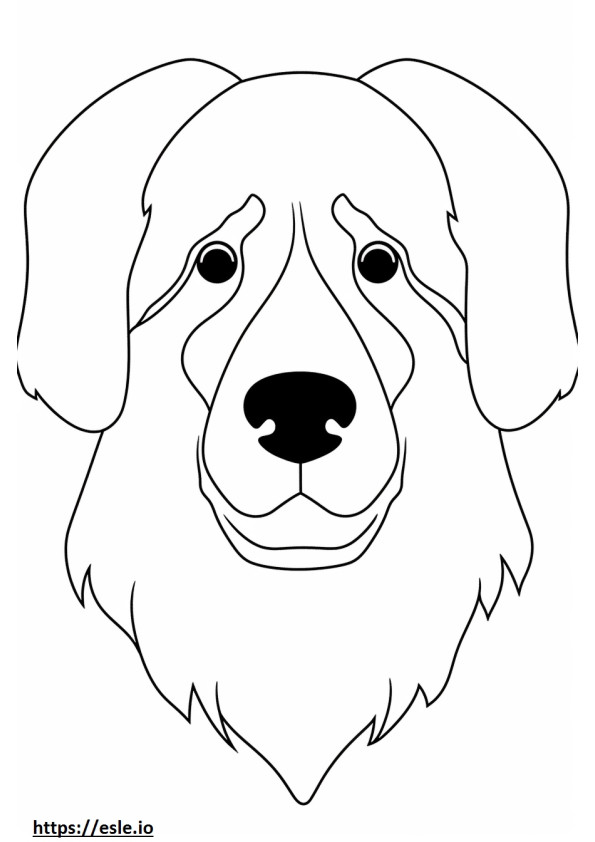 Față de câine de munte bernez de colorat
