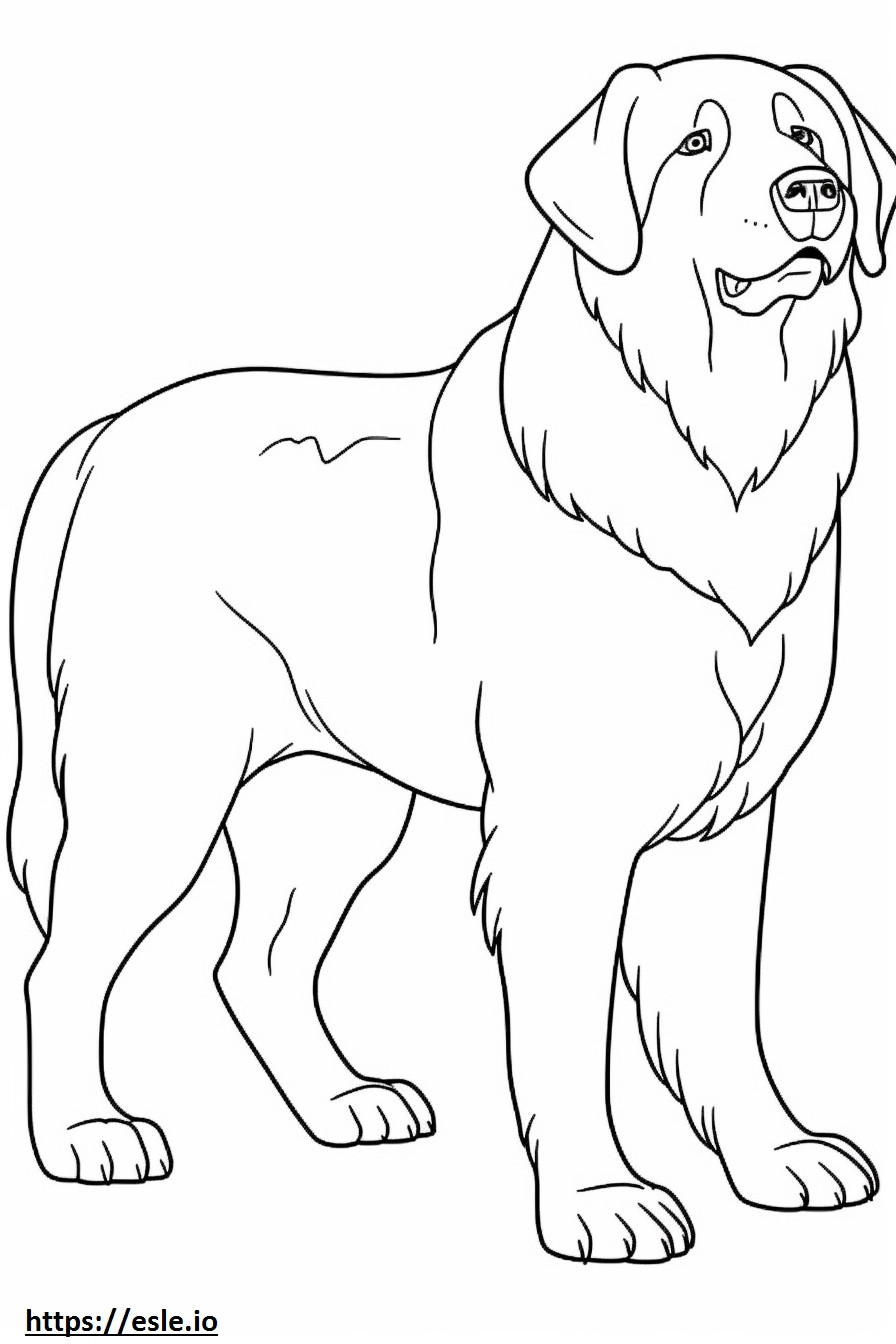 Bernese Mountain Dog full body coloring page