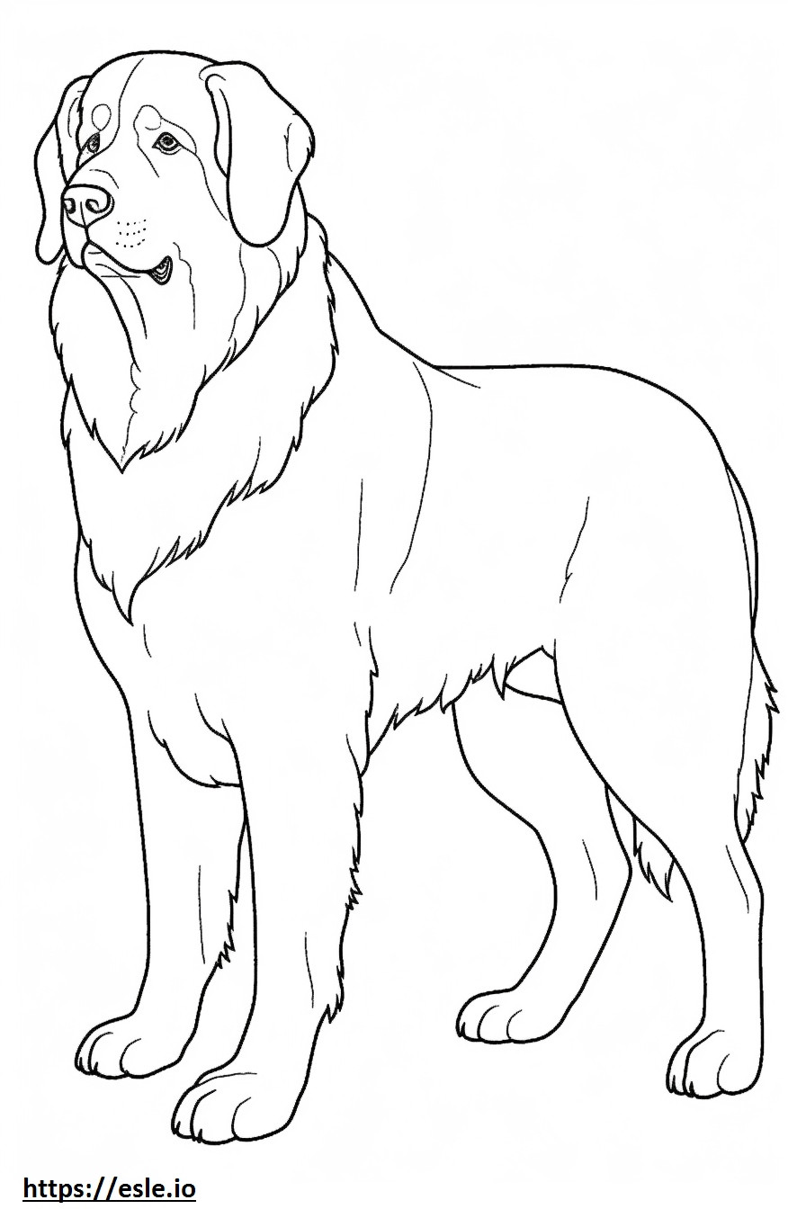 Corpo inteiro do Bernese Mountain Dog para colorir