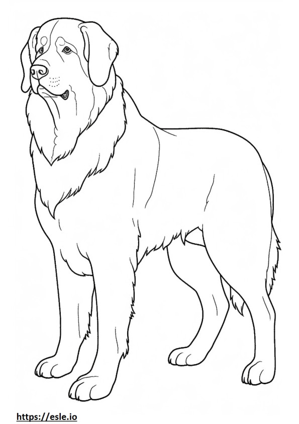 Perro de montaña de Berna de cuerpo completo para colorear e imprimir