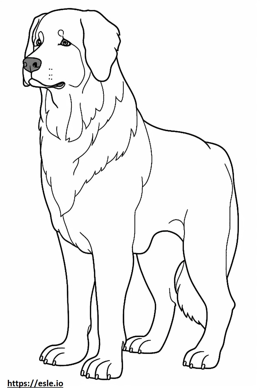 Corpo inteiro do Bernese Mountain Dog para colorir