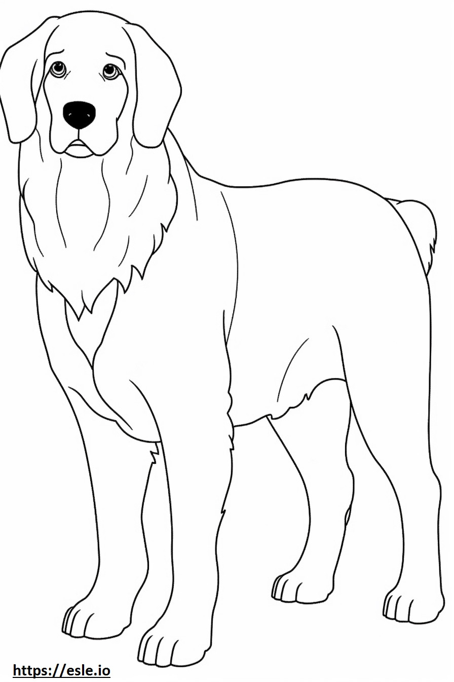 Berner Sennenhond volledig lichaam kleurplaat kleurplaat