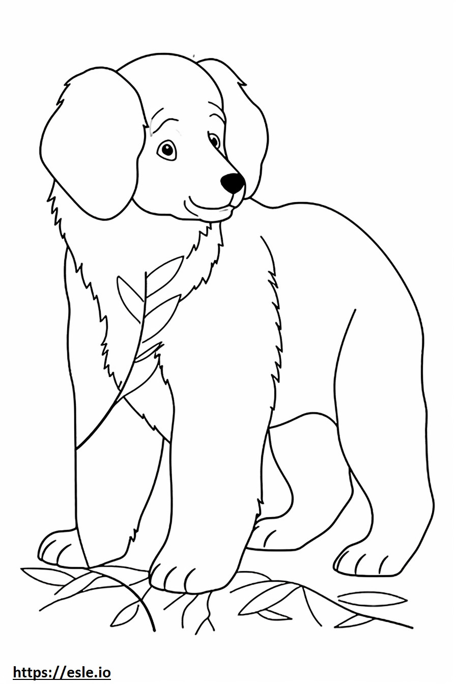 Puiș de câine de munte bernez de colorat