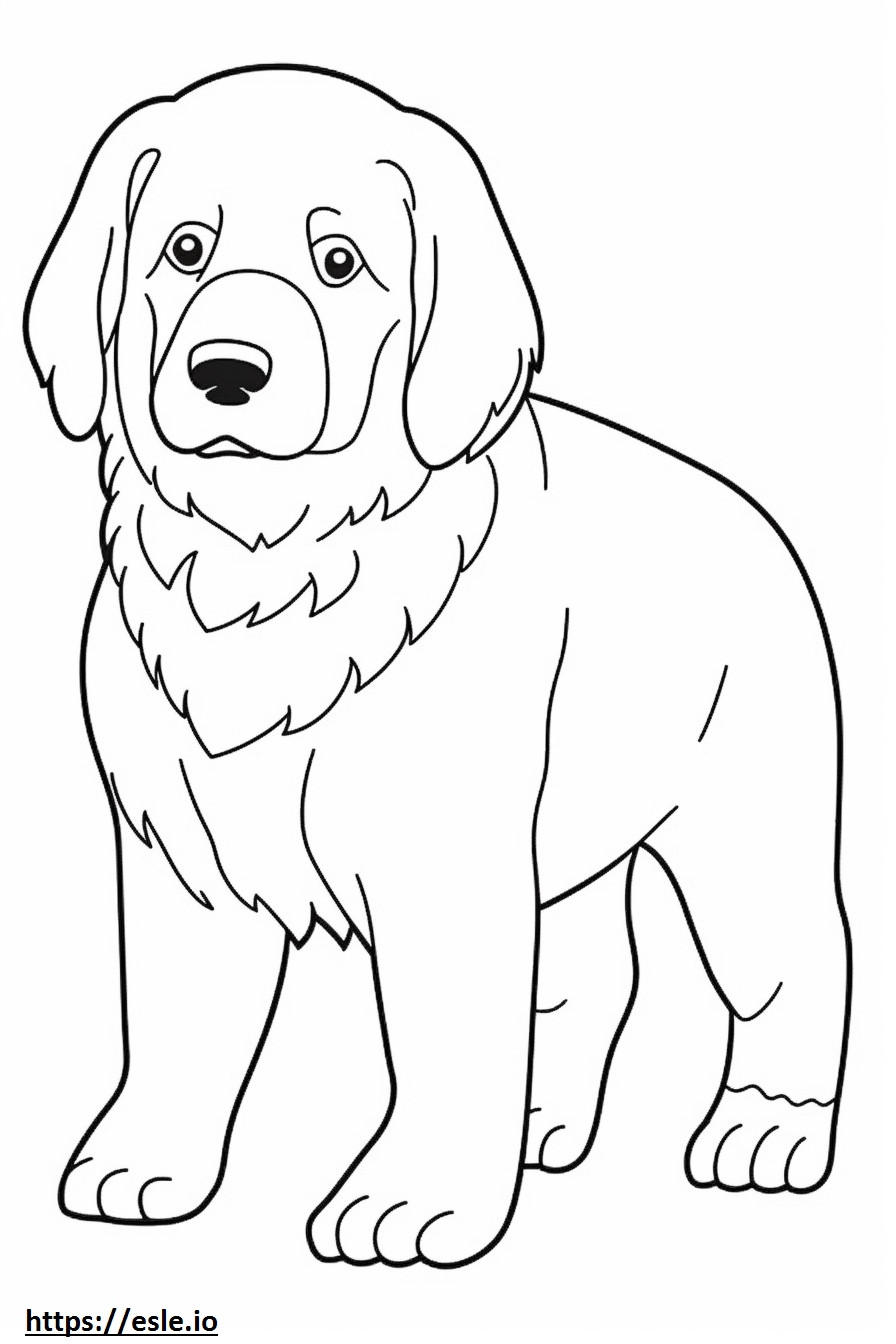 Puiș de câine de munte bernez de colorat