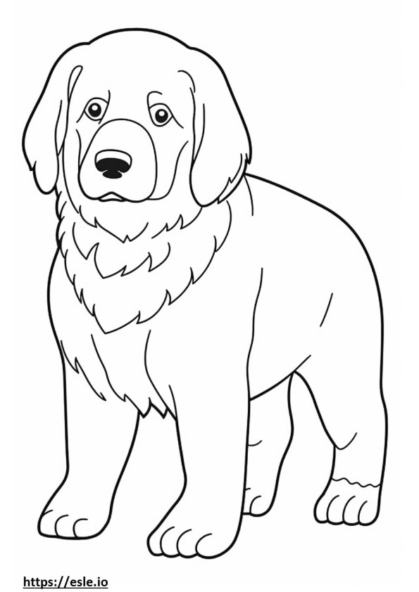 Bernese Mountain Dog baby coloring page
