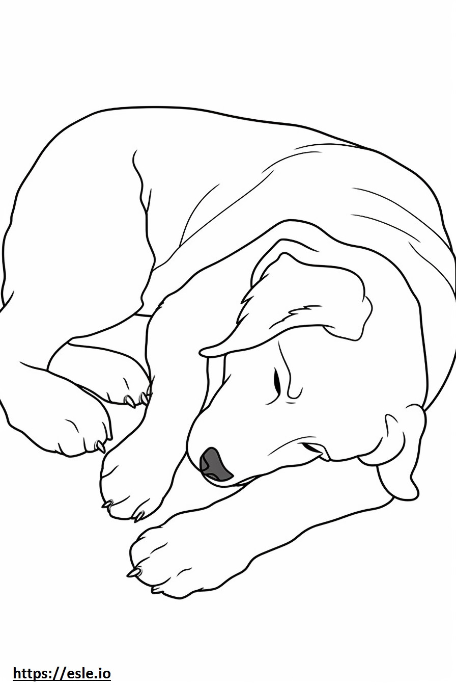 Berneński pies pasterski śpi kolorowanka
