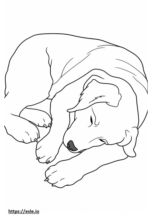 Bernese Dağ Köpeği Uyuyor boyama