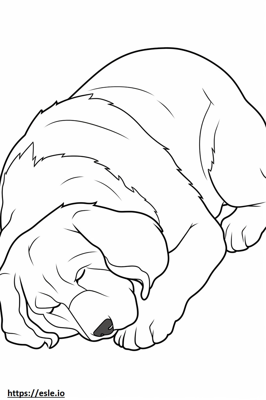 Bernese Mountain Dog dormindo para colorir