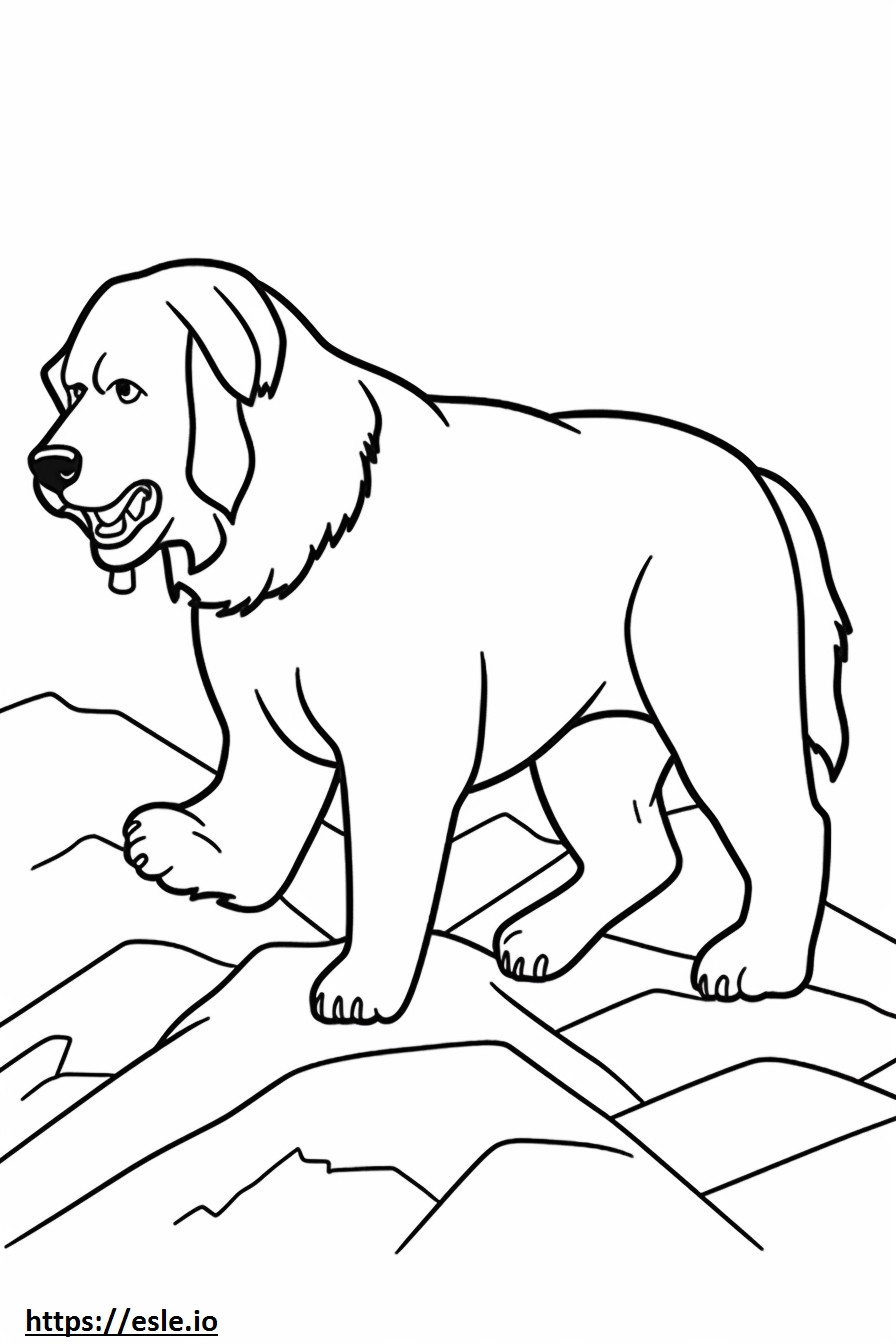 Bernese Mountain Dog Playing coloring page