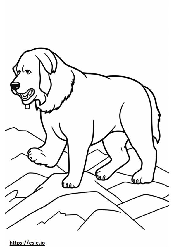 Câine de munte bernez care se joacă de colorat