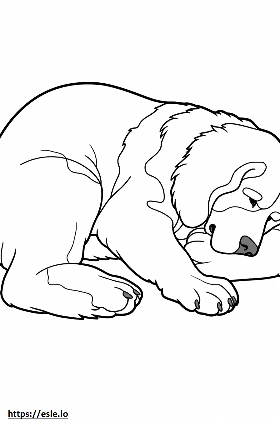 Bernese Dağ Köpeği Uyuyor boyama