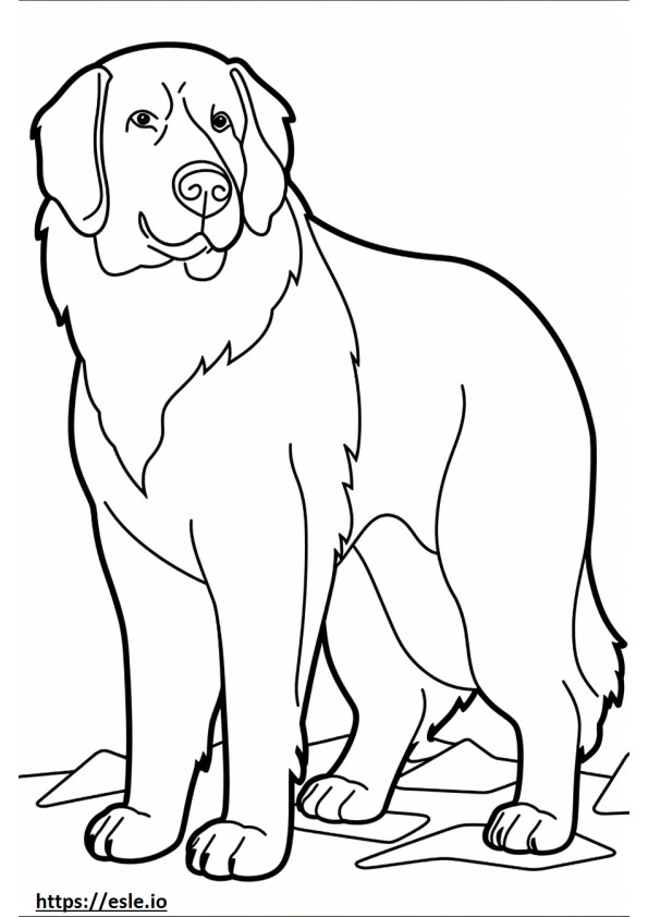 Bernese Mountain Dog brincando para colorir