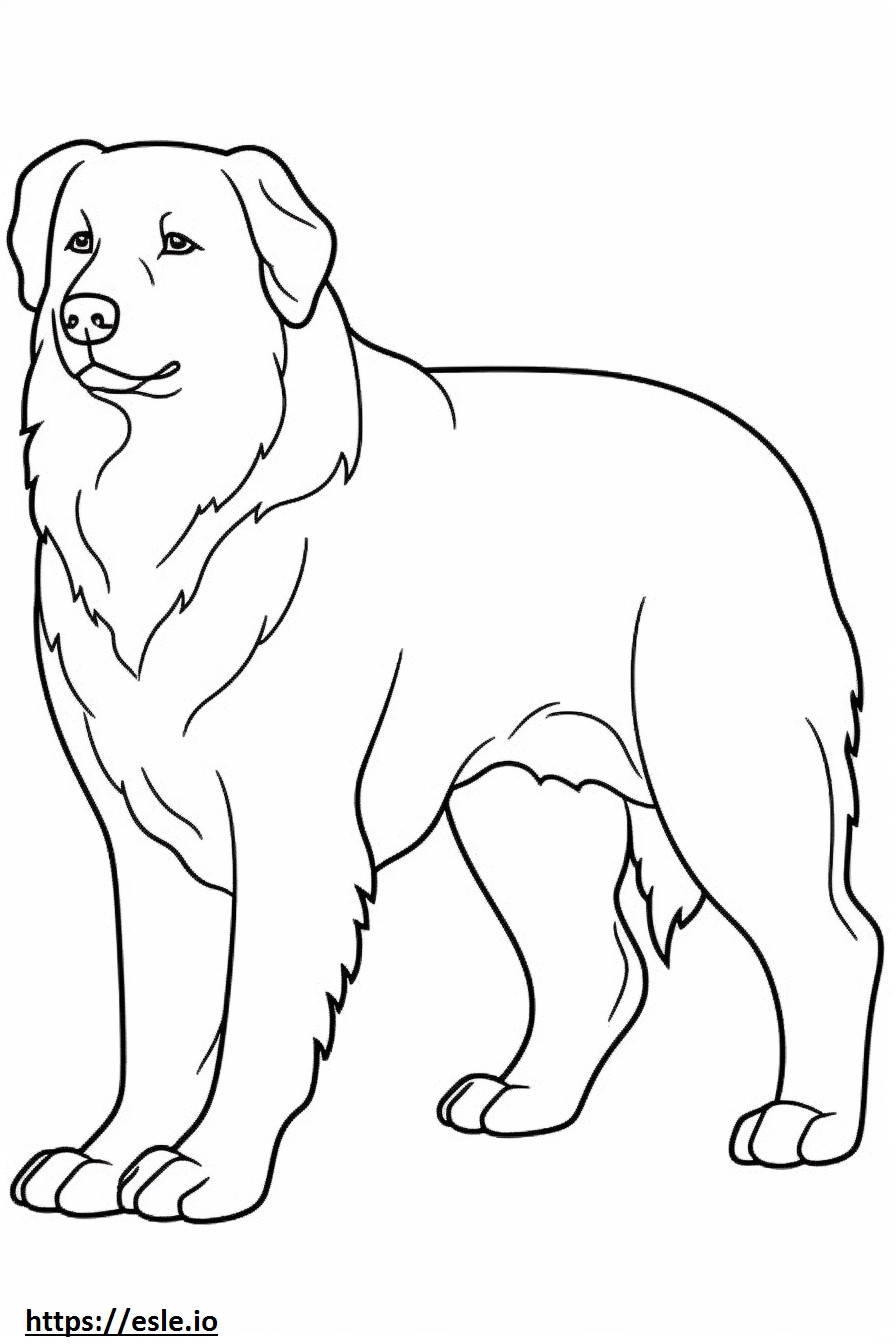 Bernese Shepherd cartoon coloring page