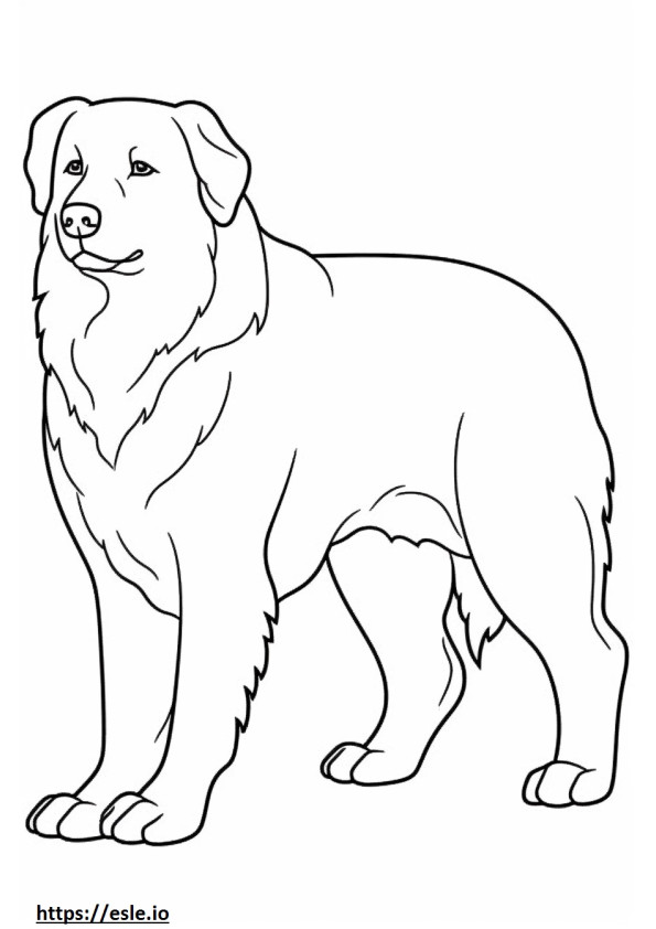 Kartun Bernese Shepherd gambar mewarnai