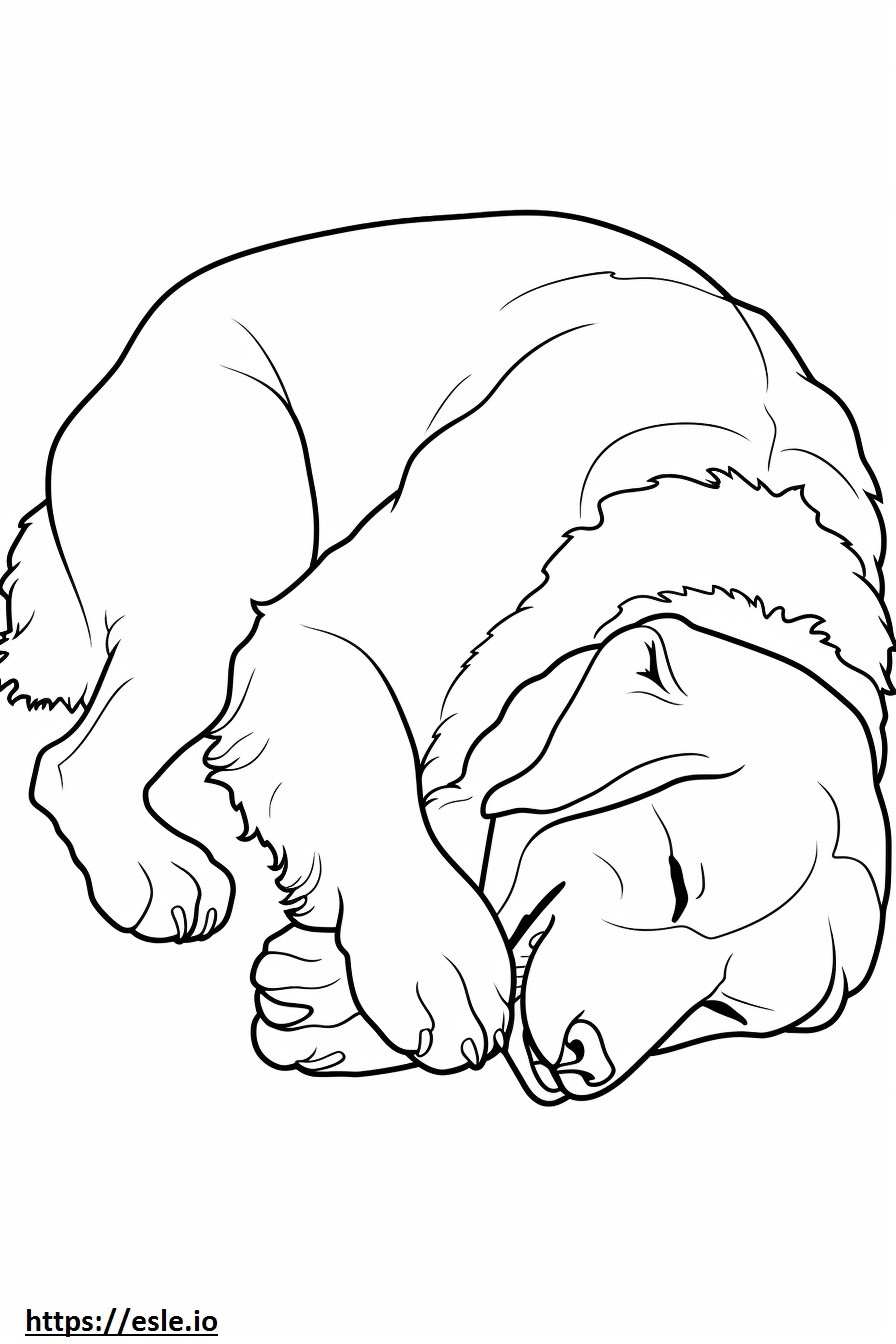 Bernese Shepherd Sleeping coloring page