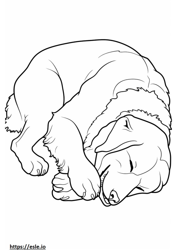 Bernese Shepherd Sleeping coloring page