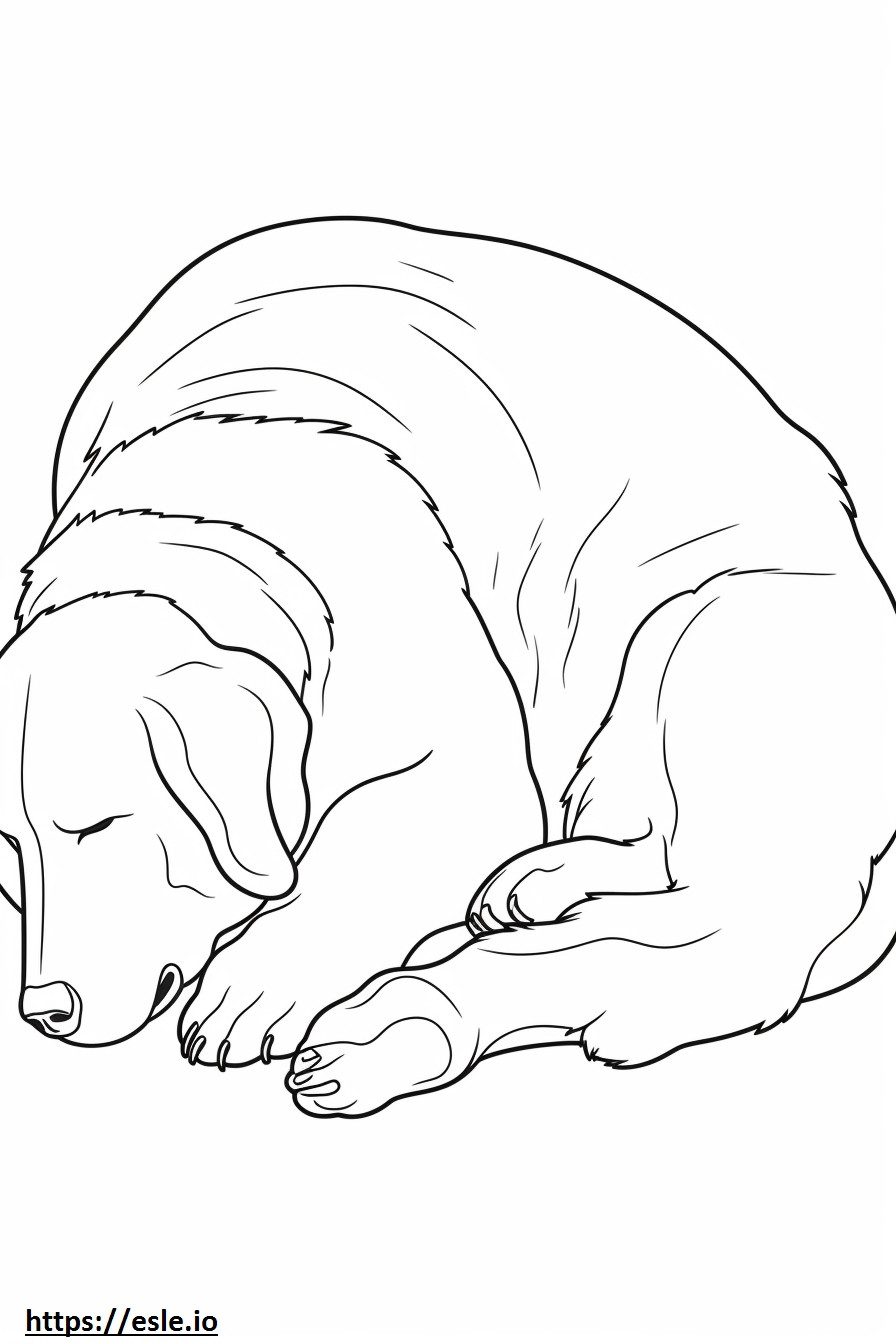Berner Schäferhund schläft ausmalbild