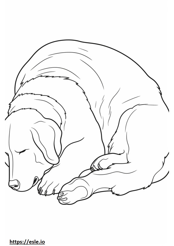 Berner Schäferhund schläft ausmalbild